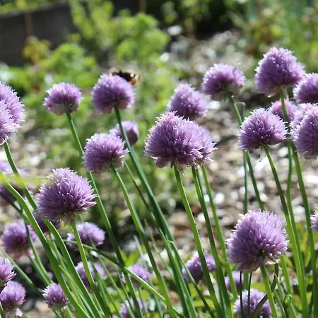 Paclera79 Bed & Breakfast